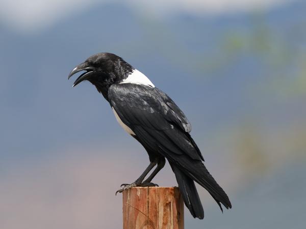 <h3><a href="/trips/tanzania/biota/animalia/chordata/aves/040 passeriformes/054 corvidae/corvus albus/corvus albus-nl.html">Corvus&nbsp;albus</a> / Pied&nbsp;crow / Schildraaf</h3>OM-1 Mark II met OLYMPUS M.150-400mm F4.5 TC, 1/2000 sec  bij F5.6, ISO 800, afstand 18.2&nbsp;m